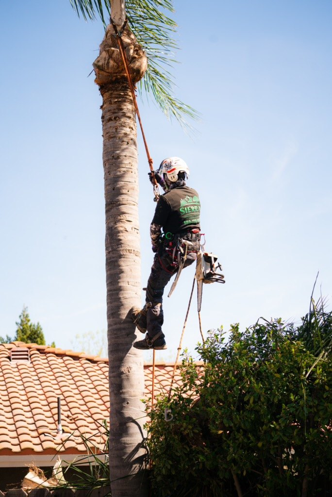 Sierra tree climber trimming palm tree