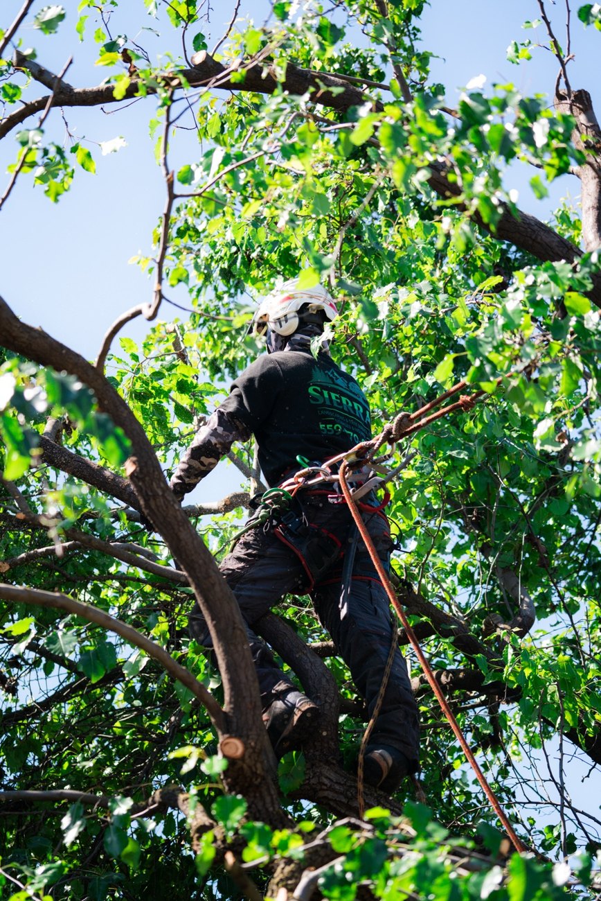 Tree service climber